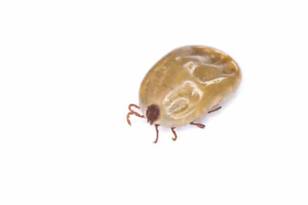 Flea exterminator needed