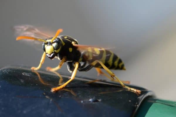 wasps are in my house