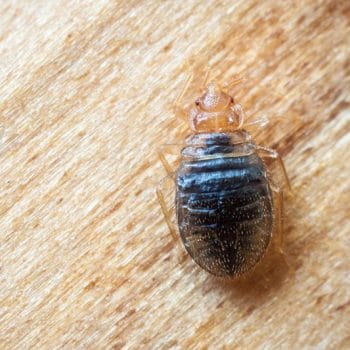 is this a bed bug