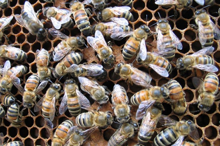 Humane bee removal