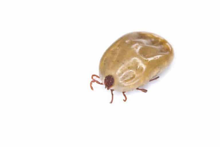 I found fleas in my house