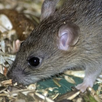 Mice in my attic