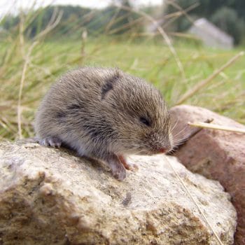 Vole removal near Helena