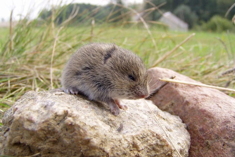 Vole removal near Helena