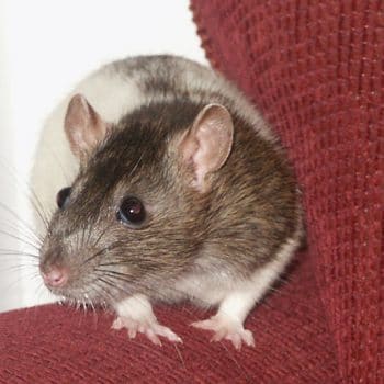 Mouse exterminator