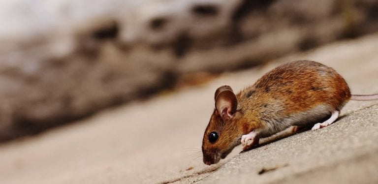 mice pest control
