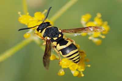 How to Keep Wasps Away